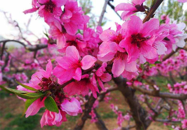 桃花芬芳满枝头